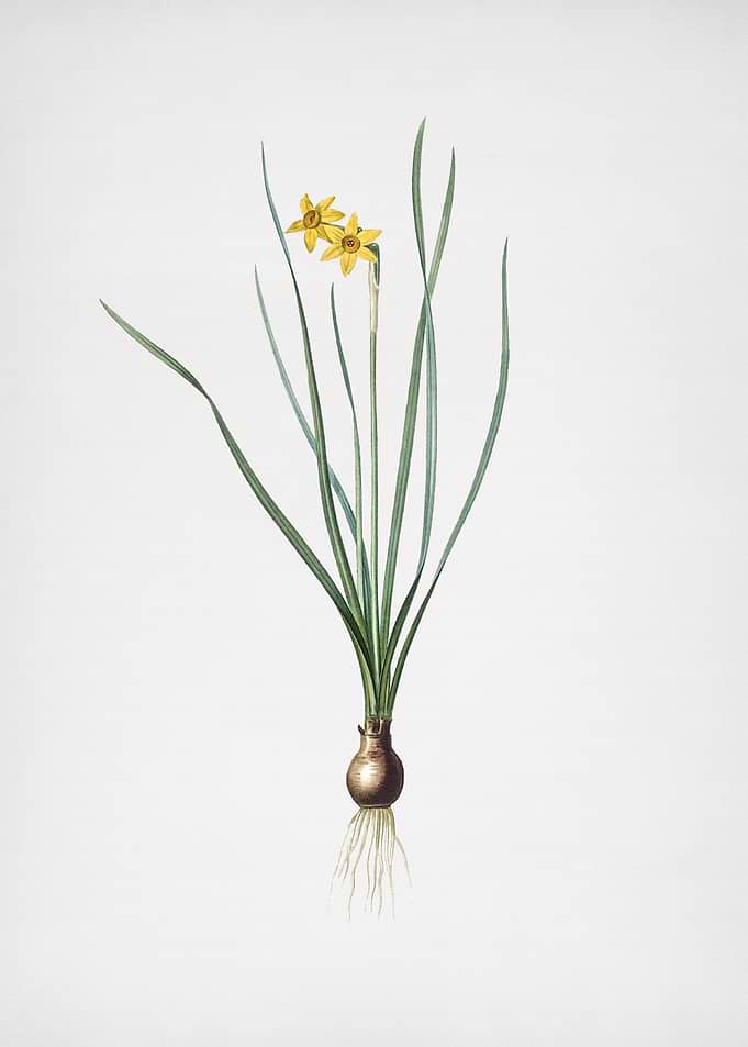 Rush Leaf Jonquil