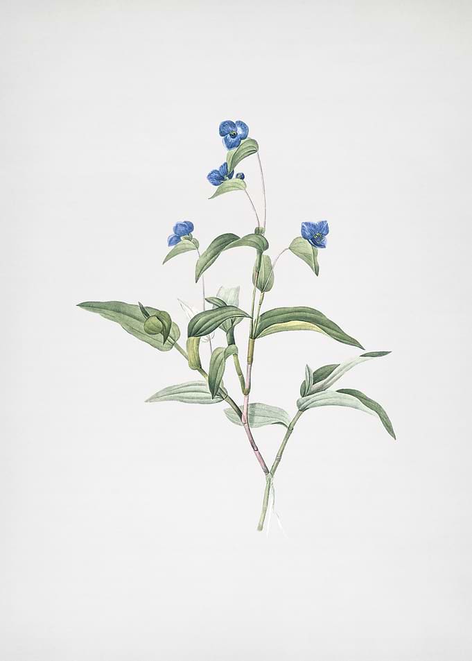 Blue Spiderwort