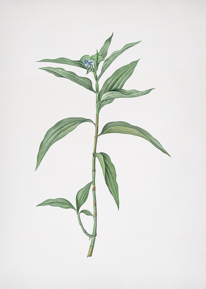Dayflower