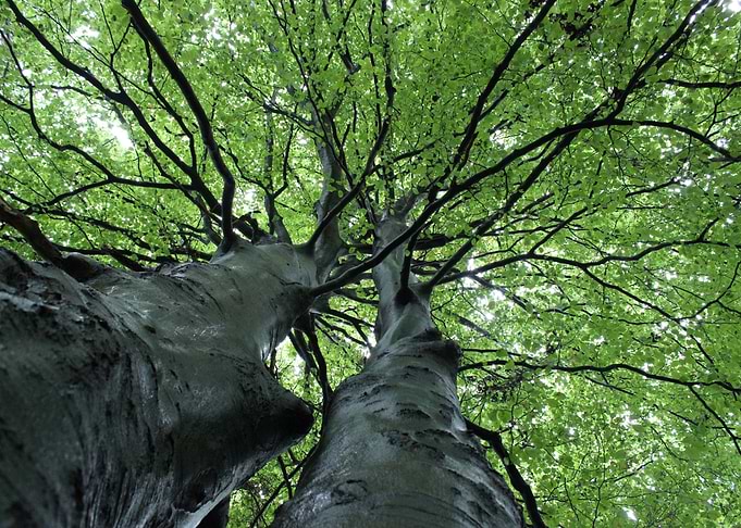 Green Trees
