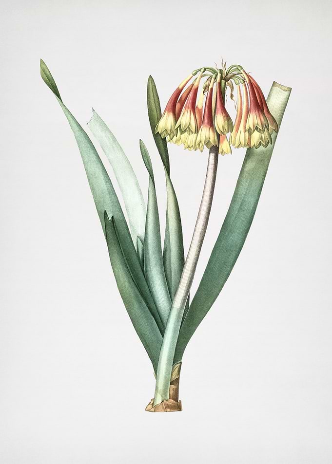 Knysna Lily