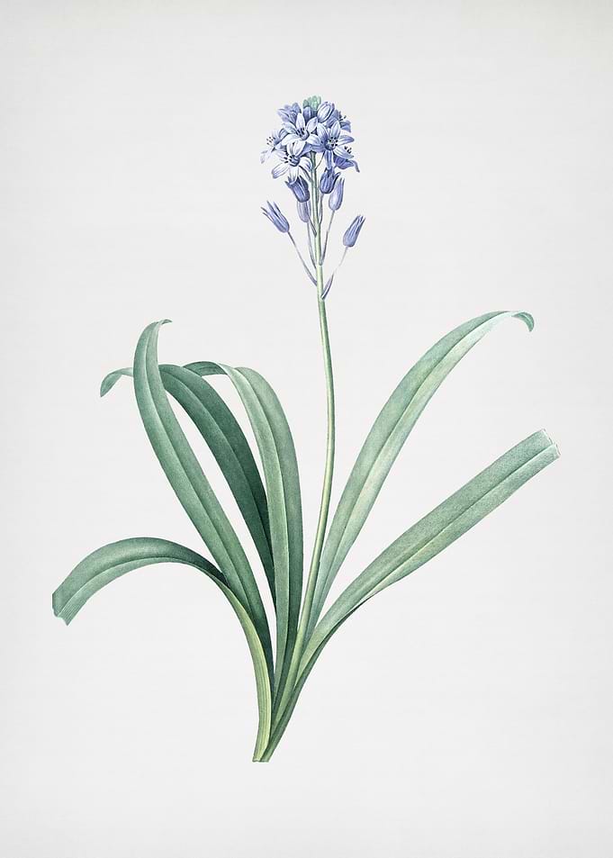Spanish Bluebell