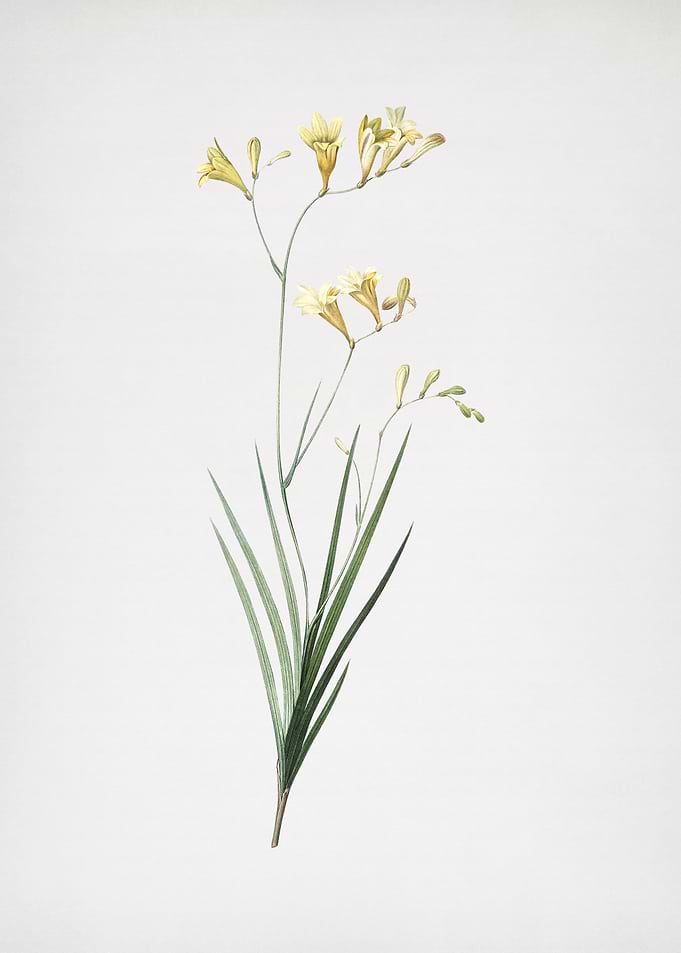 Freesia