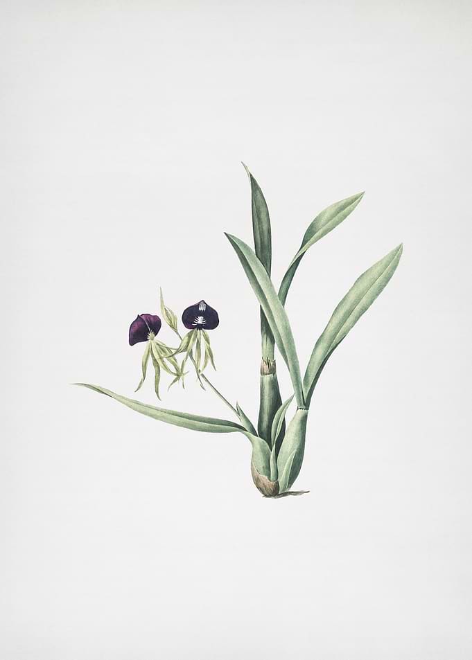 Clamshell Orchid