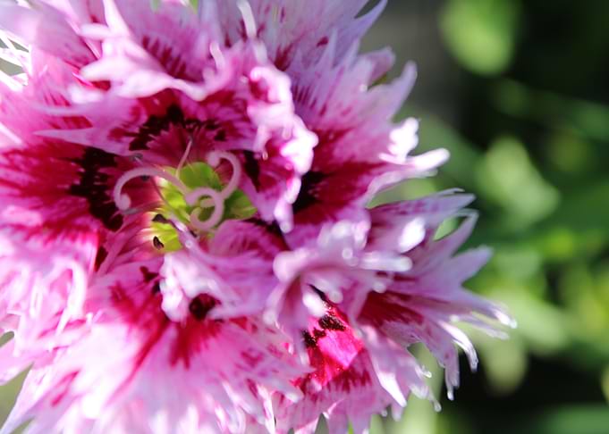 Pretty in Pink
