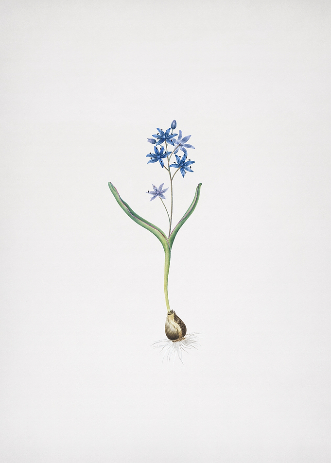 Alpine Squill