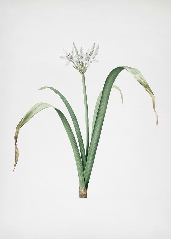 Small Flowered Pancratium