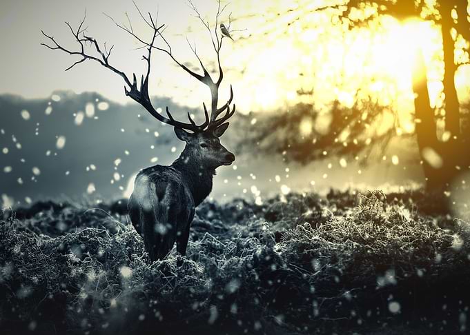 Snow Deer