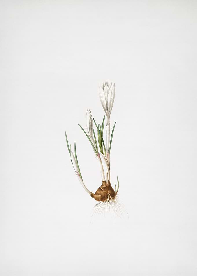 Spring Crocus