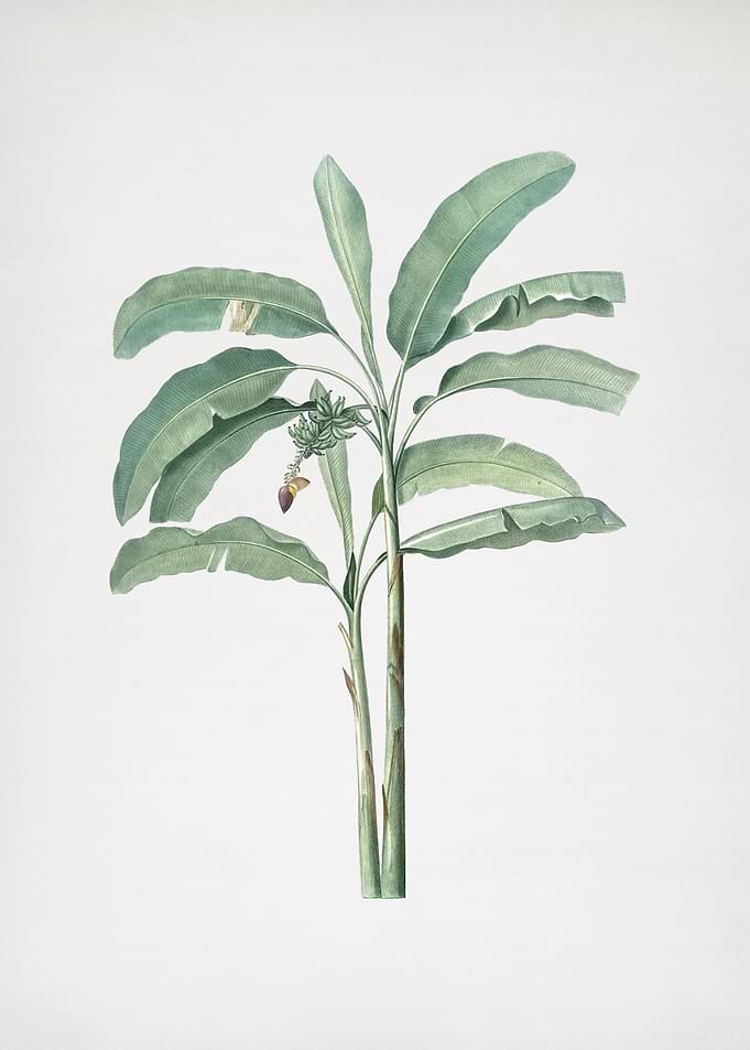 Banana Tree