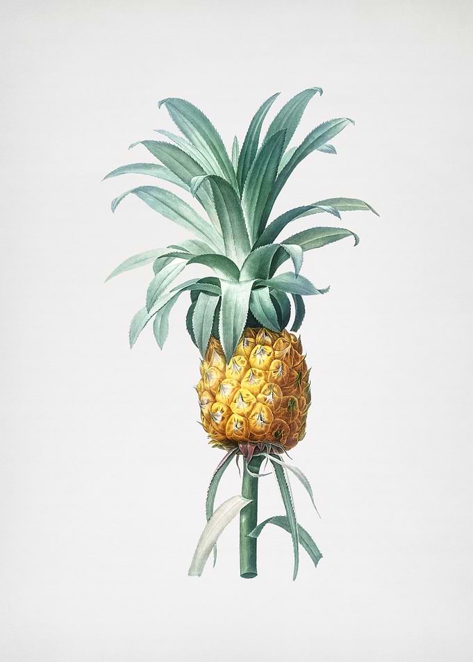 Vintage Pineapple Drawing