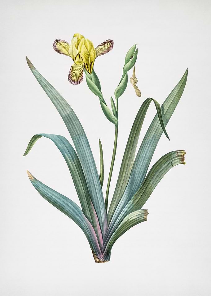 Hungarian Iris