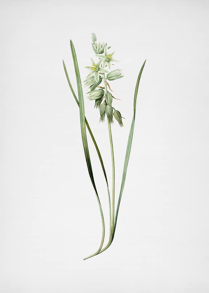 Drooping Star of Bethlehem