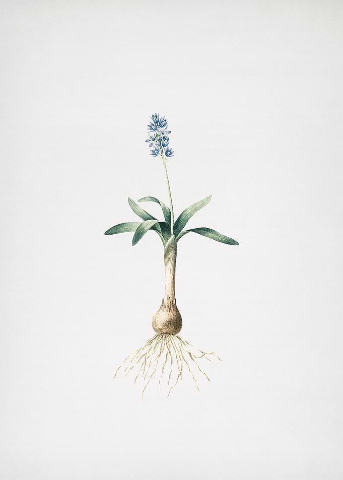 Scilla Lingulata