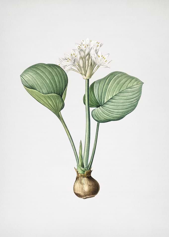 Cardwell Lily