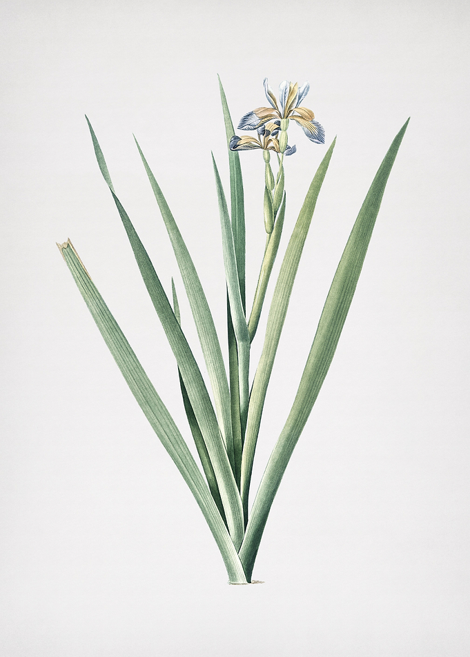 Stinking Iris