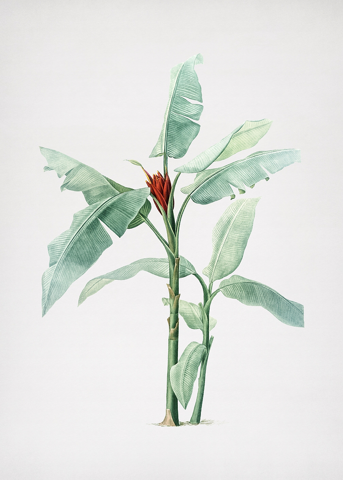 Scarlet Banana