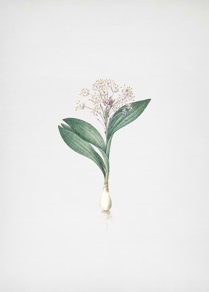 Pygmy Hyacinth