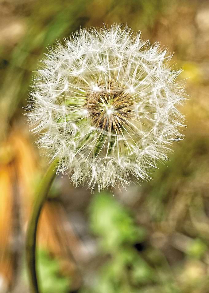 Puff flower