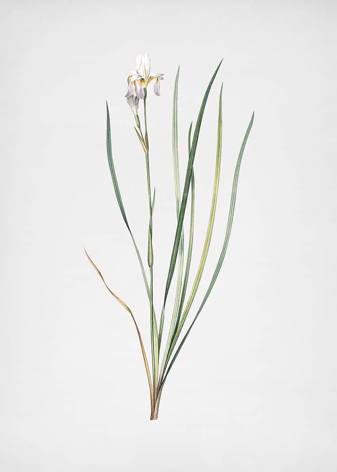 Siberian Iris