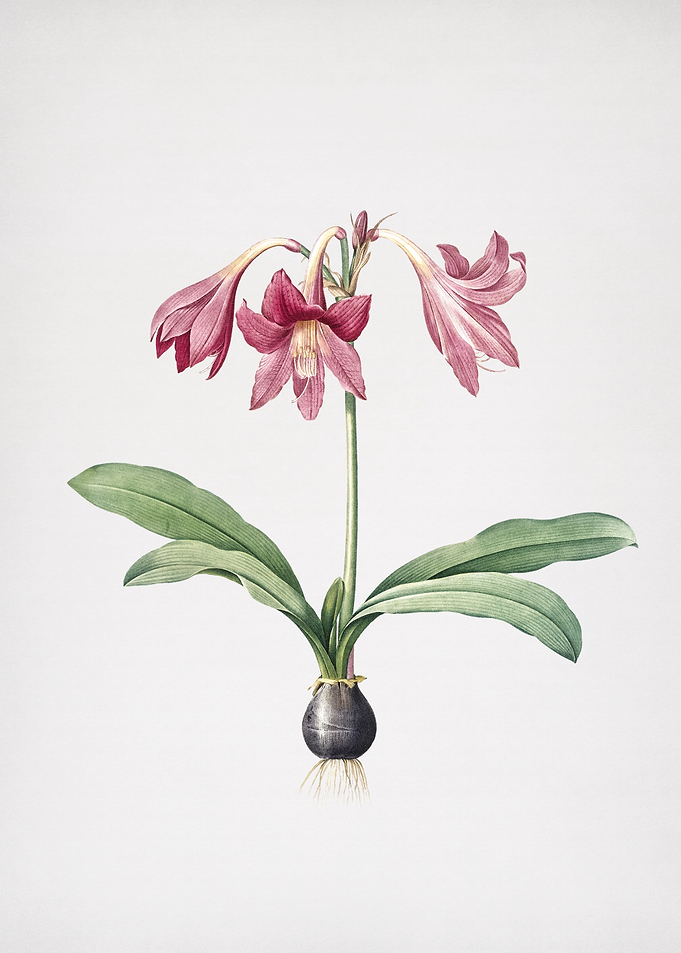 Netted Veined Amaryllis
