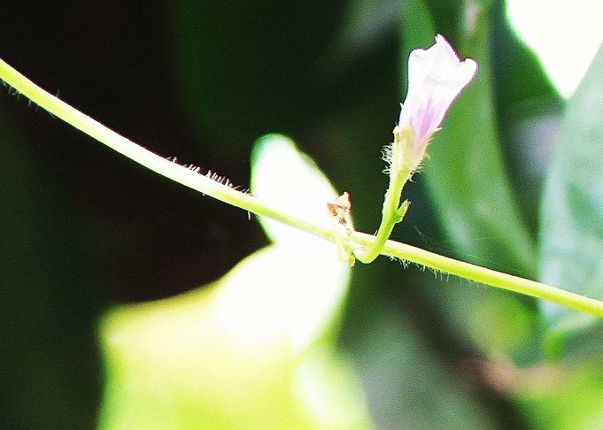 Wildflower 321