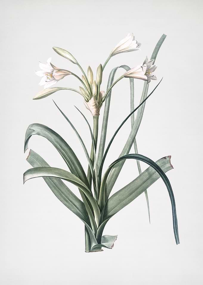 Malgas Lily