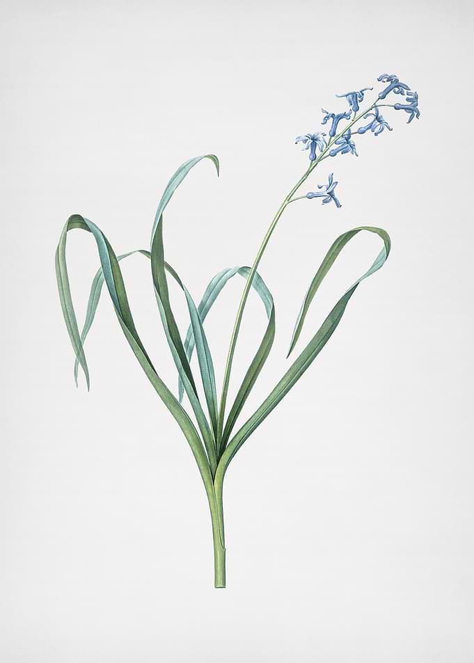 Dutch Hyacinth