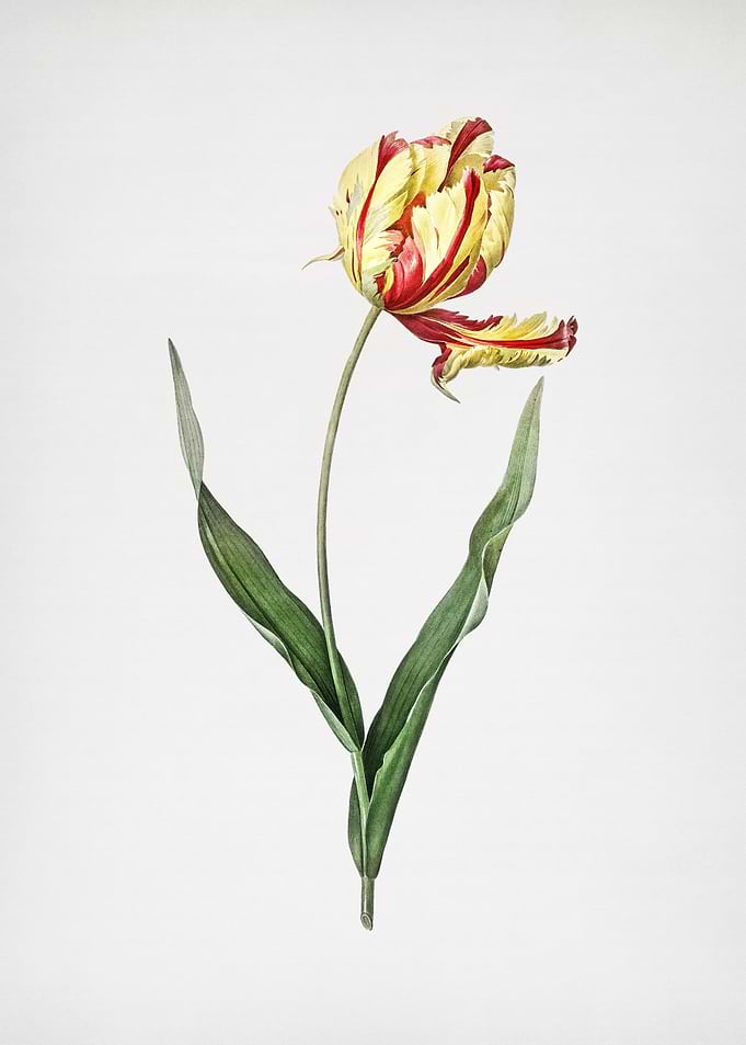 Didiers Tulip
