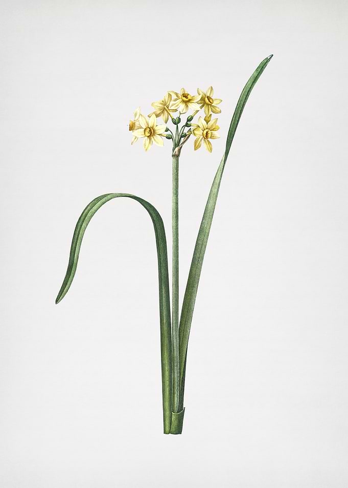 Cowslip Cupped Daffodil