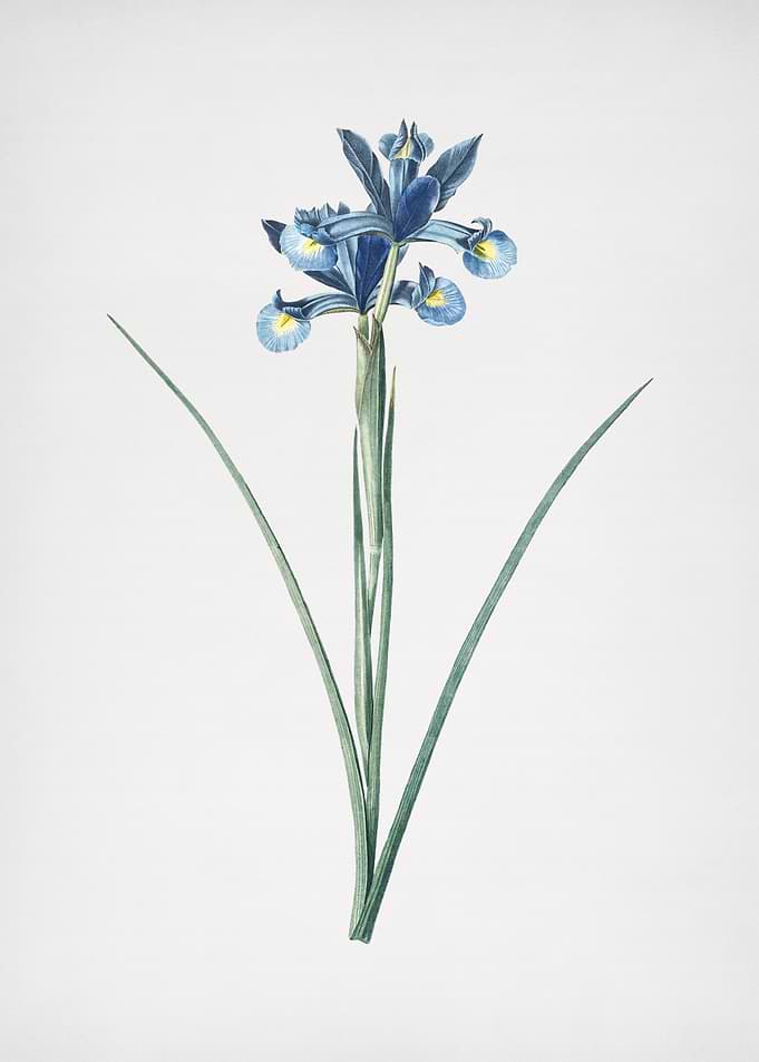 Spanish Iris