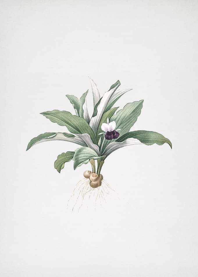 Kaempferia Angustifolia