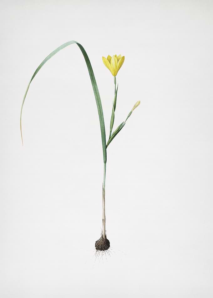 Cape Tulip