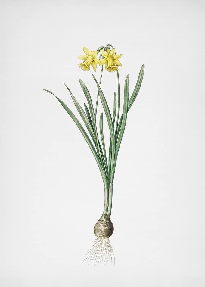 Lesser Wild Daffodil