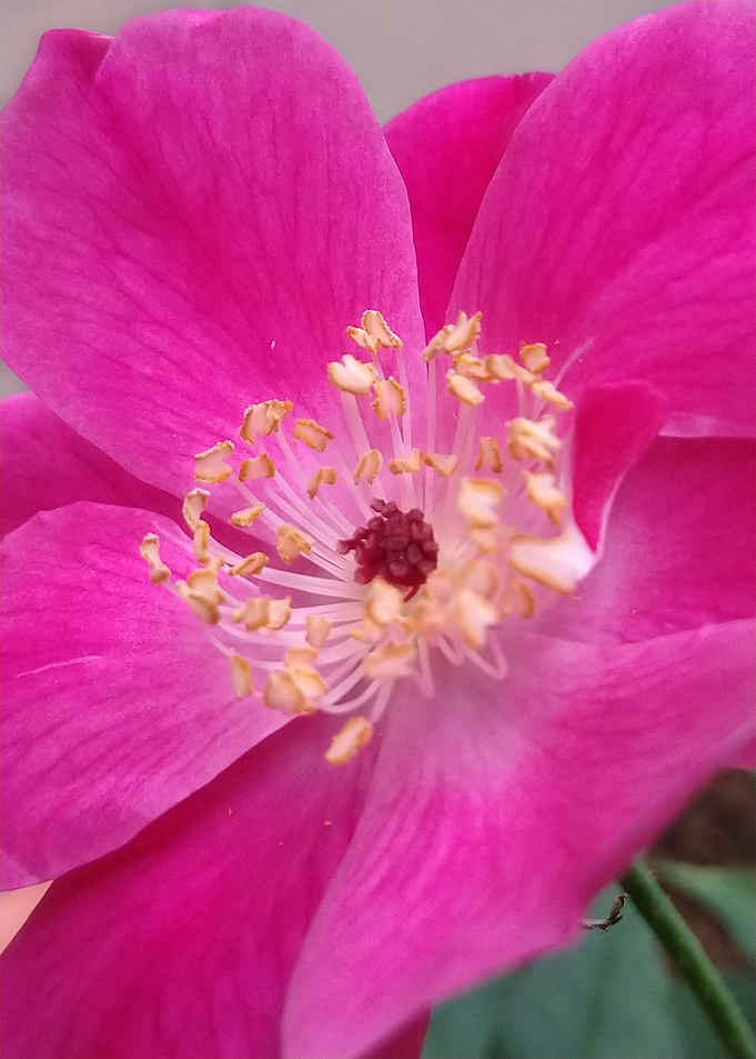 Rose Closeup