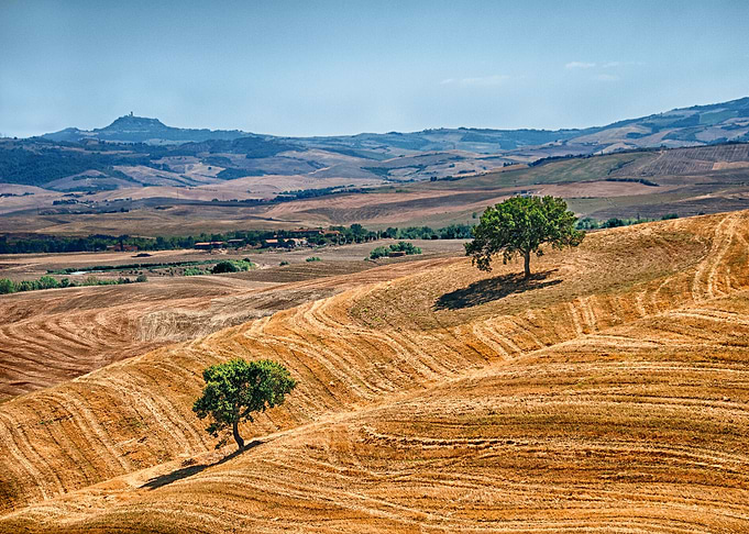 Trees in Val dOrcia