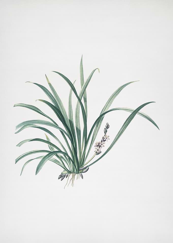 Sansevieria Carnea