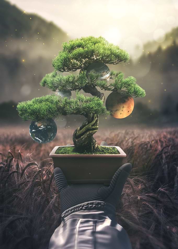Mother Tree
