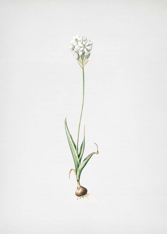Chincherinchee