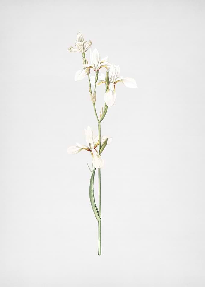 Siberian Iris
