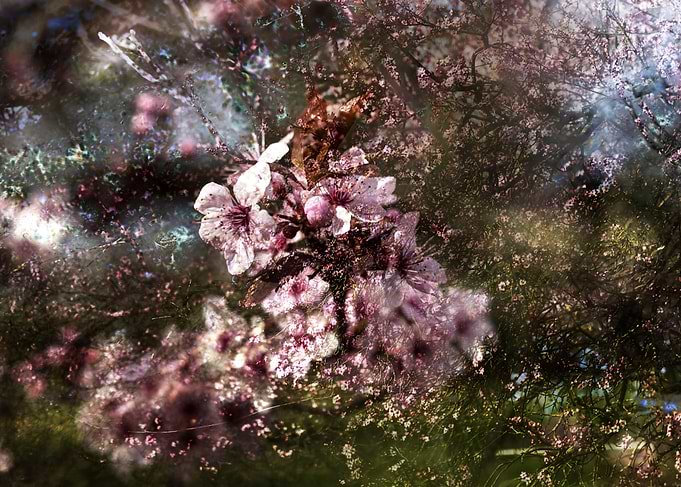 Blossom