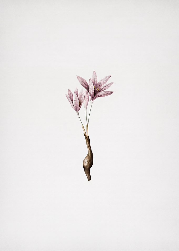 Autumn Crocus