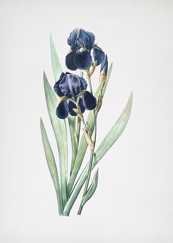 German Iris
