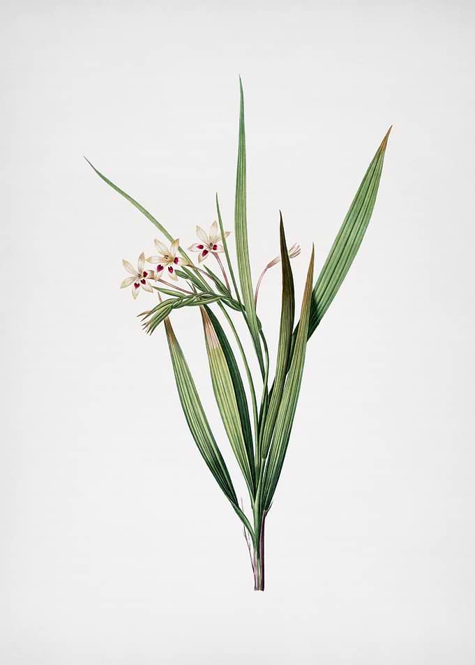 White Baboon Root