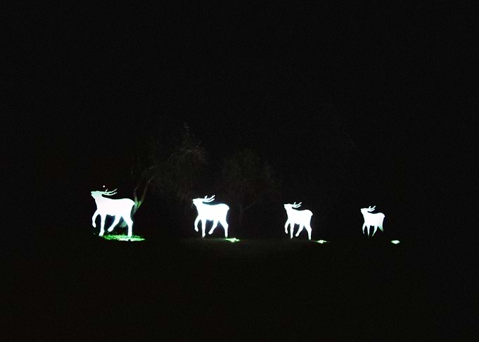 White deer
