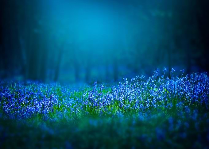 Bluebells