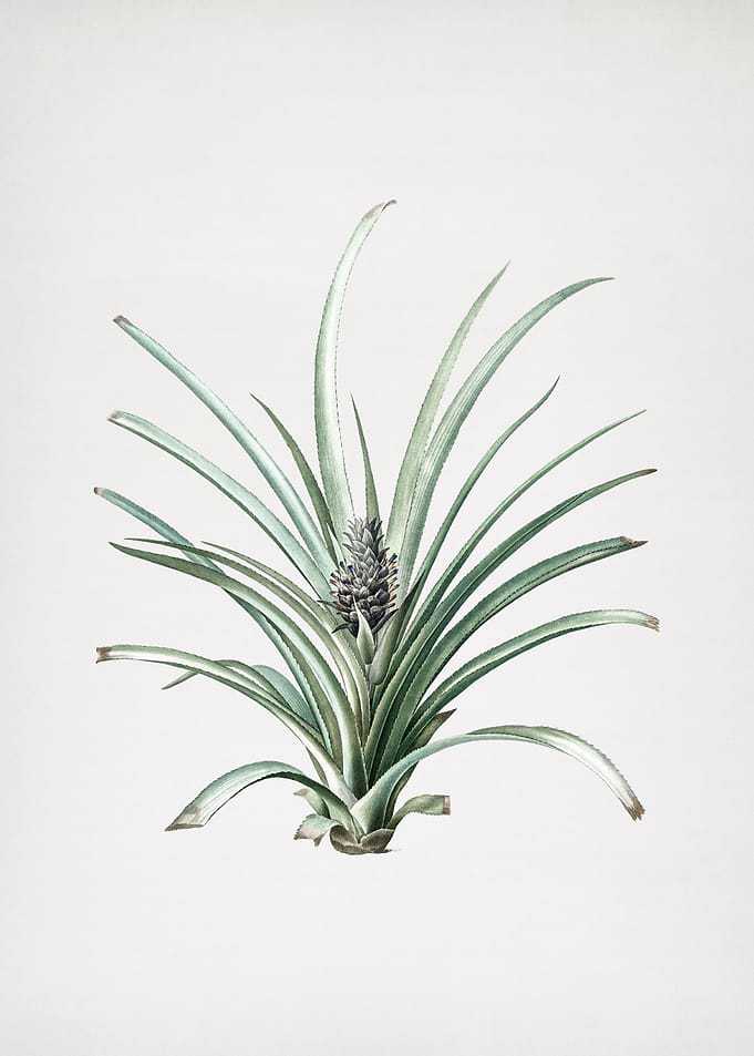 Pineapple