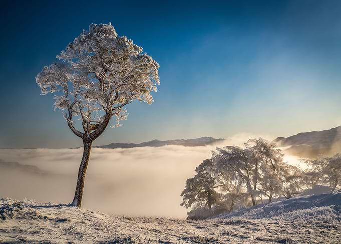 Frozen Trees