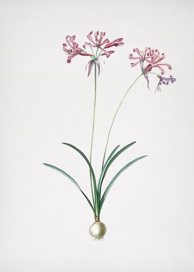 Nerine
