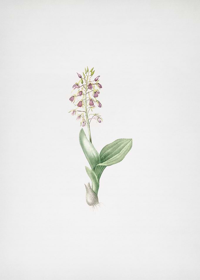 Brown Widelip Orchid